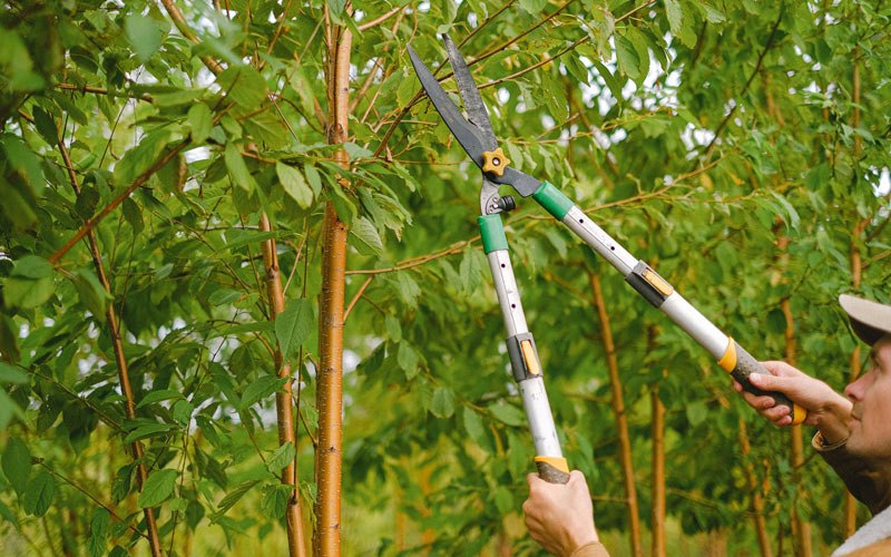 Tree trimming in San Juan Bautista, CA